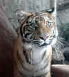 Tigre de Sumatra.