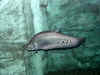 Poisson d'eau douce.