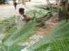 Fabrication de paniers