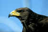 Aigle
