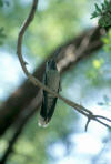 Colibri