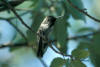 Colibri