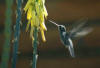 Colibri